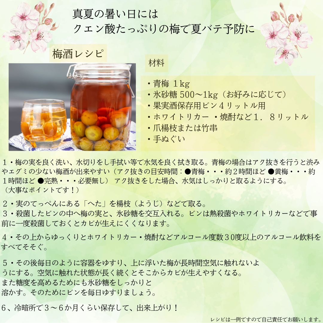クール発送❣️函館近郊産青梅6キロサイズM以上混合 クール冷蔵着払い発送❗️函館近郊産 青梅 3キロ梅干し専用M以上
