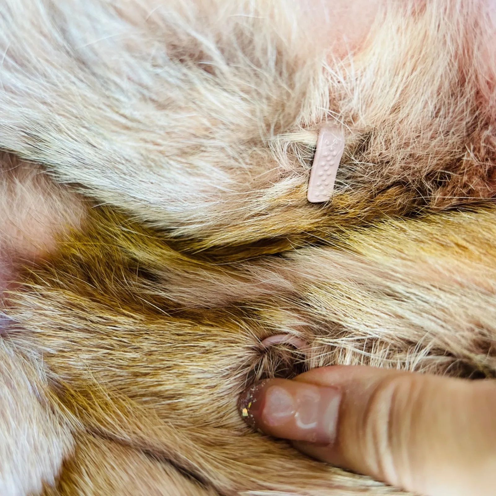 希少 リアルファージャケット 狼 毛皮 ウルフ y2k フェアリー グランジ