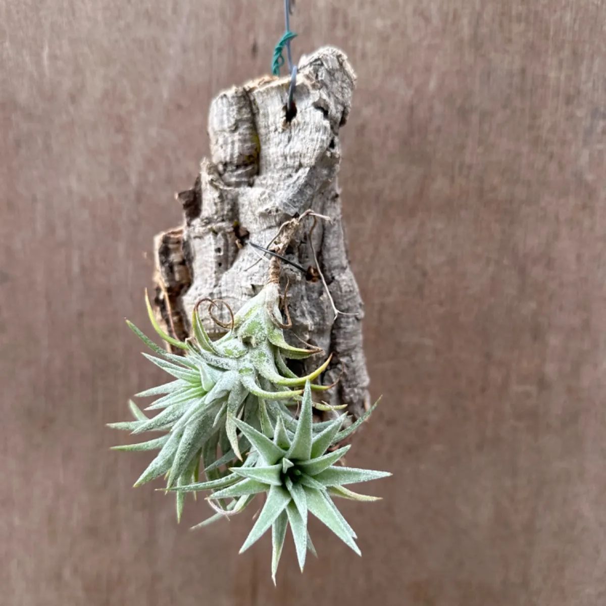 チランジア イオナンタ バンハイニンギー Tillandsia ionantha var.vanhyningii ティランジア エアプランツ  エアープランツ 現品 観葉植物 観葉 植物 珍奇植物 珍奇 珍しい レア 希少 ハンギング 吊るす 吊り下げ - メルカリ