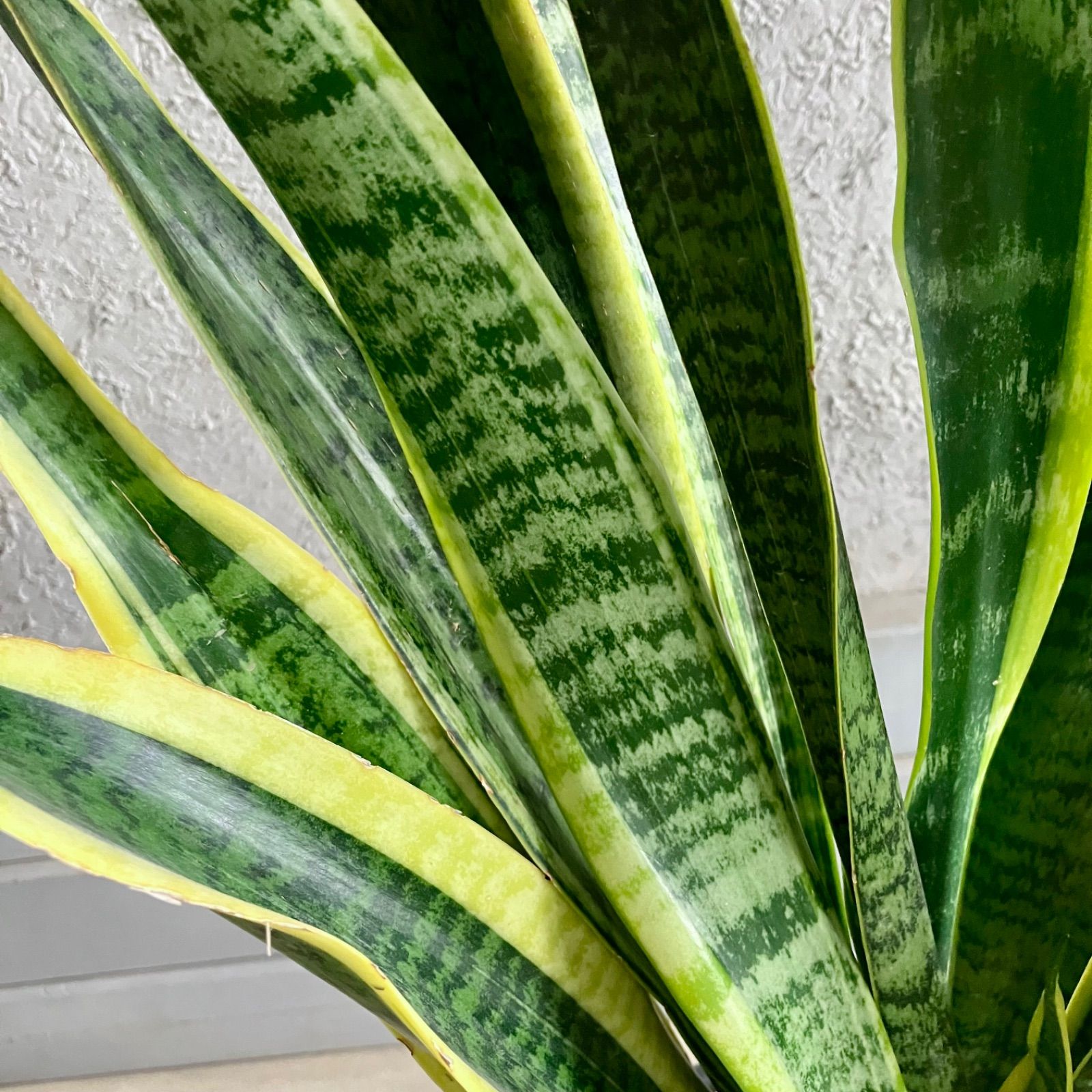 テラコッタ鉢植え