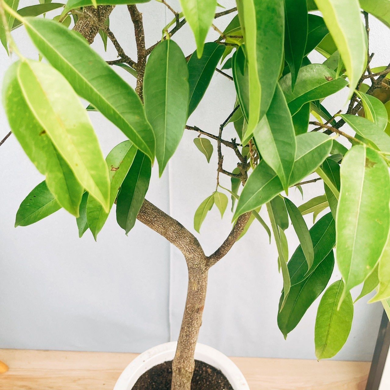 現品］S フィカス アムステルダムキング 8号 観葉植物 大型 室内