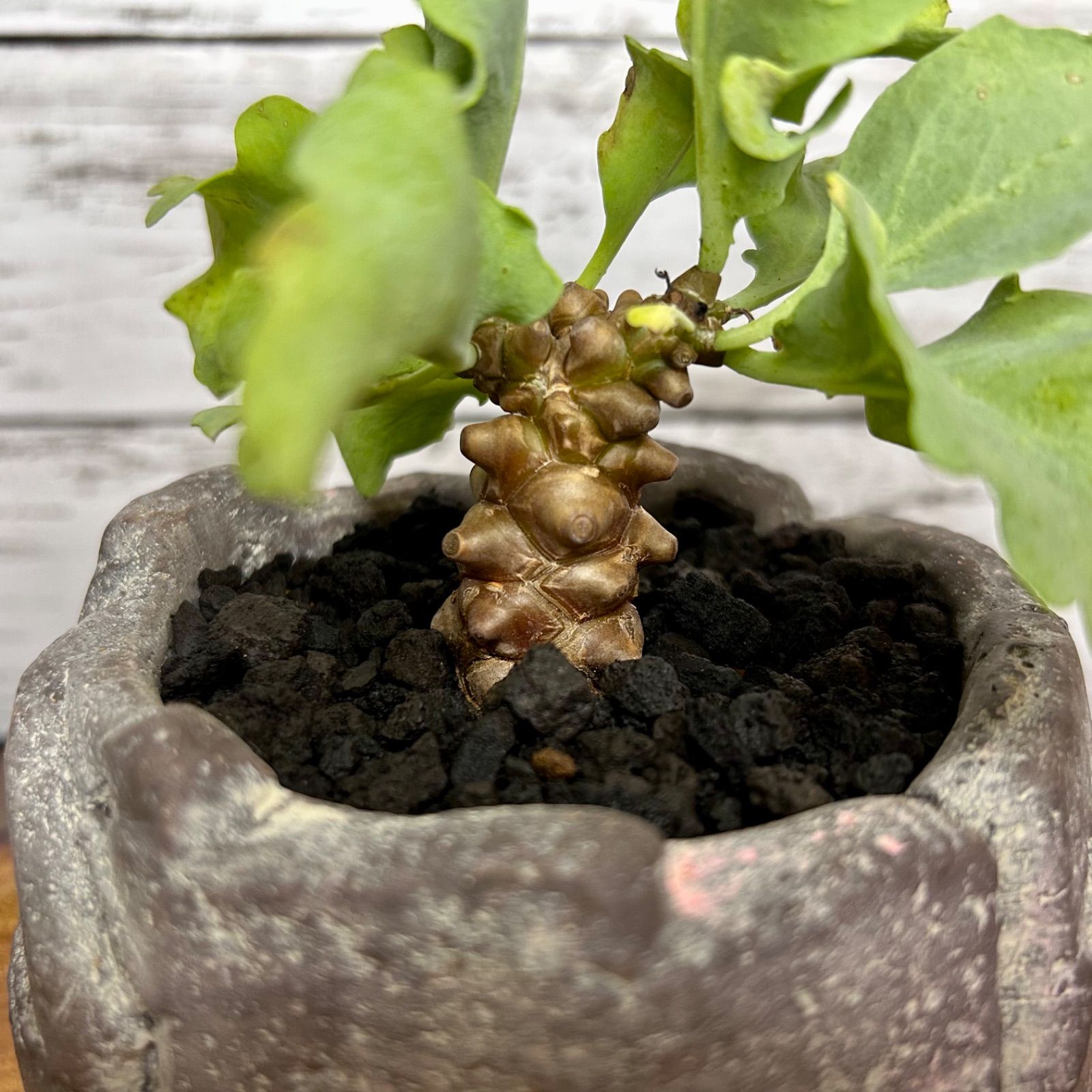 オトンナ ヘレー 現地球 発根済み - 植物/観葉植物