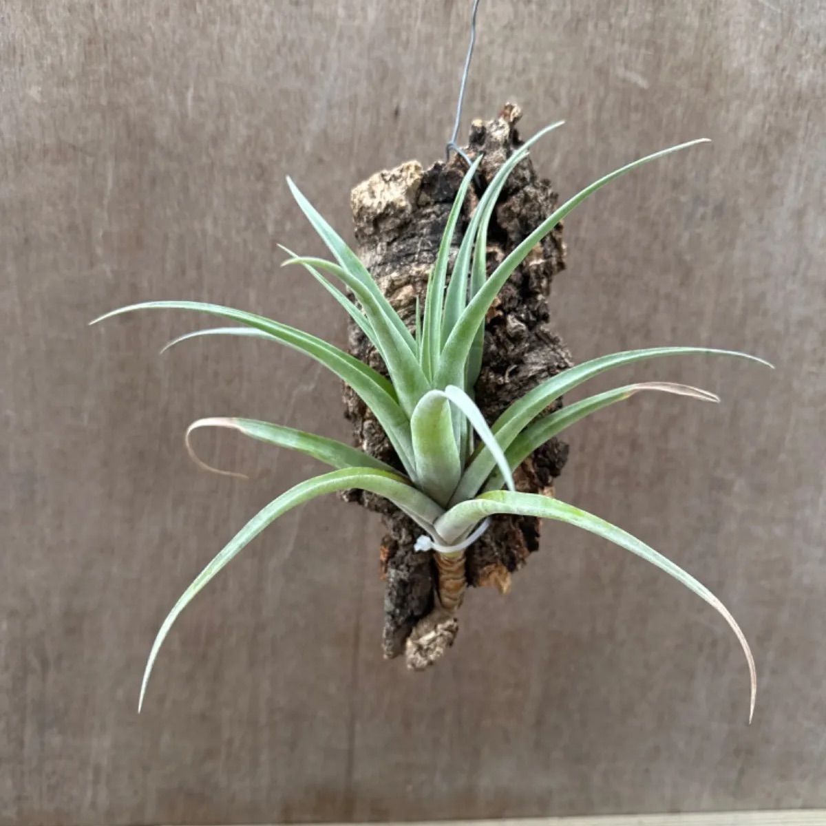 チランジア フレクスオーサ  Tillandsia flexuosa ティランジア エアプランツ エアープランツ 現品 観葉植物 観葉 植物 珍奇植物 珍奇 珍しい レア 希少 ハンギング 吊るす 吊り下げ インテリア プレゼント おしゃれ かわいい グリーン