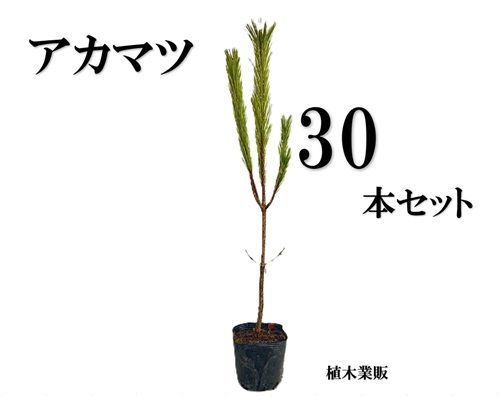 30本セット アカマツ樹高0.5m前後10.5cmポット