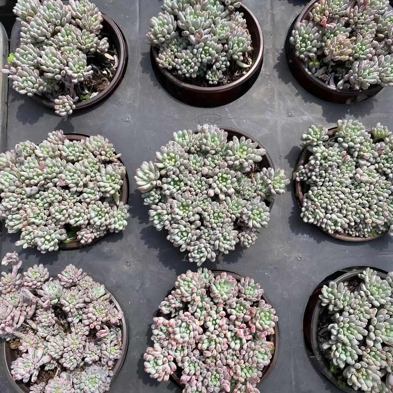 抜き苗 ゲッコウジョシン錦 MY89×18株 ふっくら 多肉植物 エケベリア