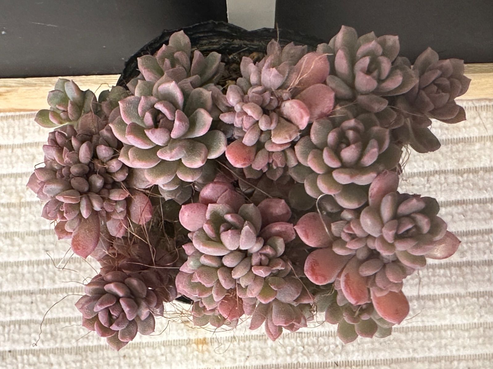 ぼのぼのさん苗3点セット※札なし※ ポットごとメルカリ便※バラ売り不可※ ぼのぼのさん苗3点セット※札なし※ ポットごとメルカリ便※バラ