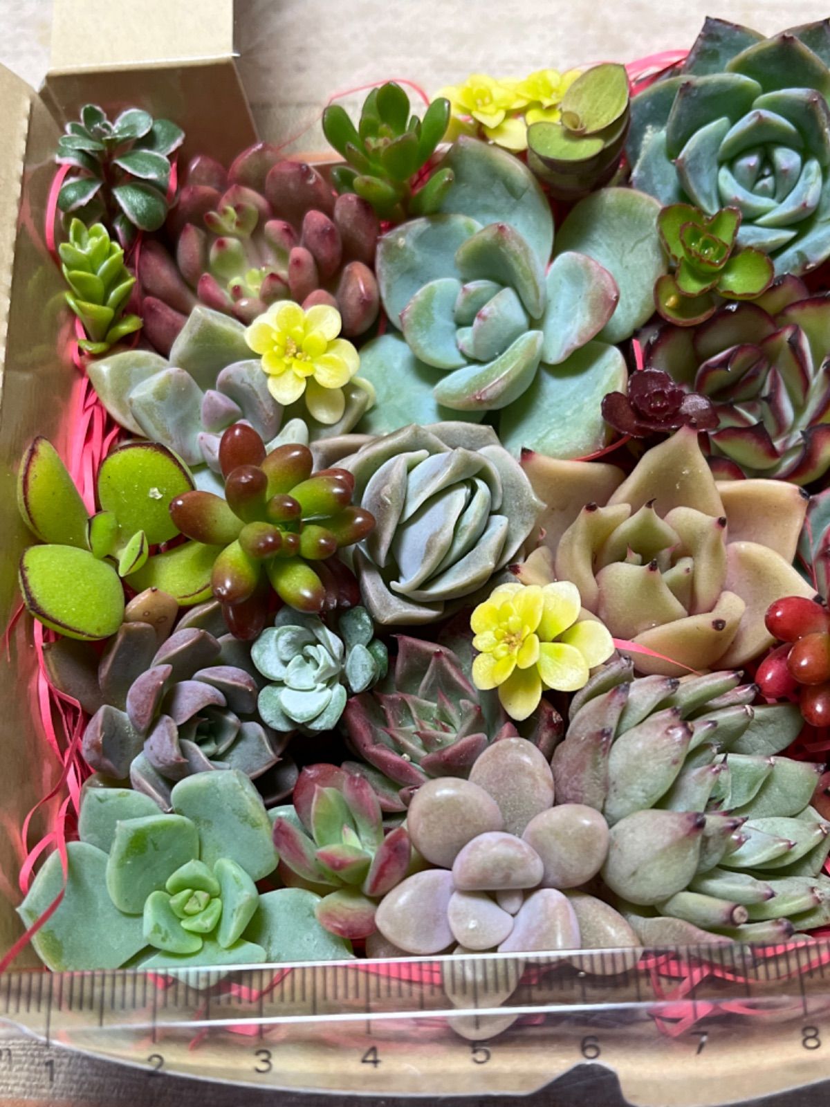 メルカリShops - 多肉植物 カット苗いろいろ詰め合わせ 21
