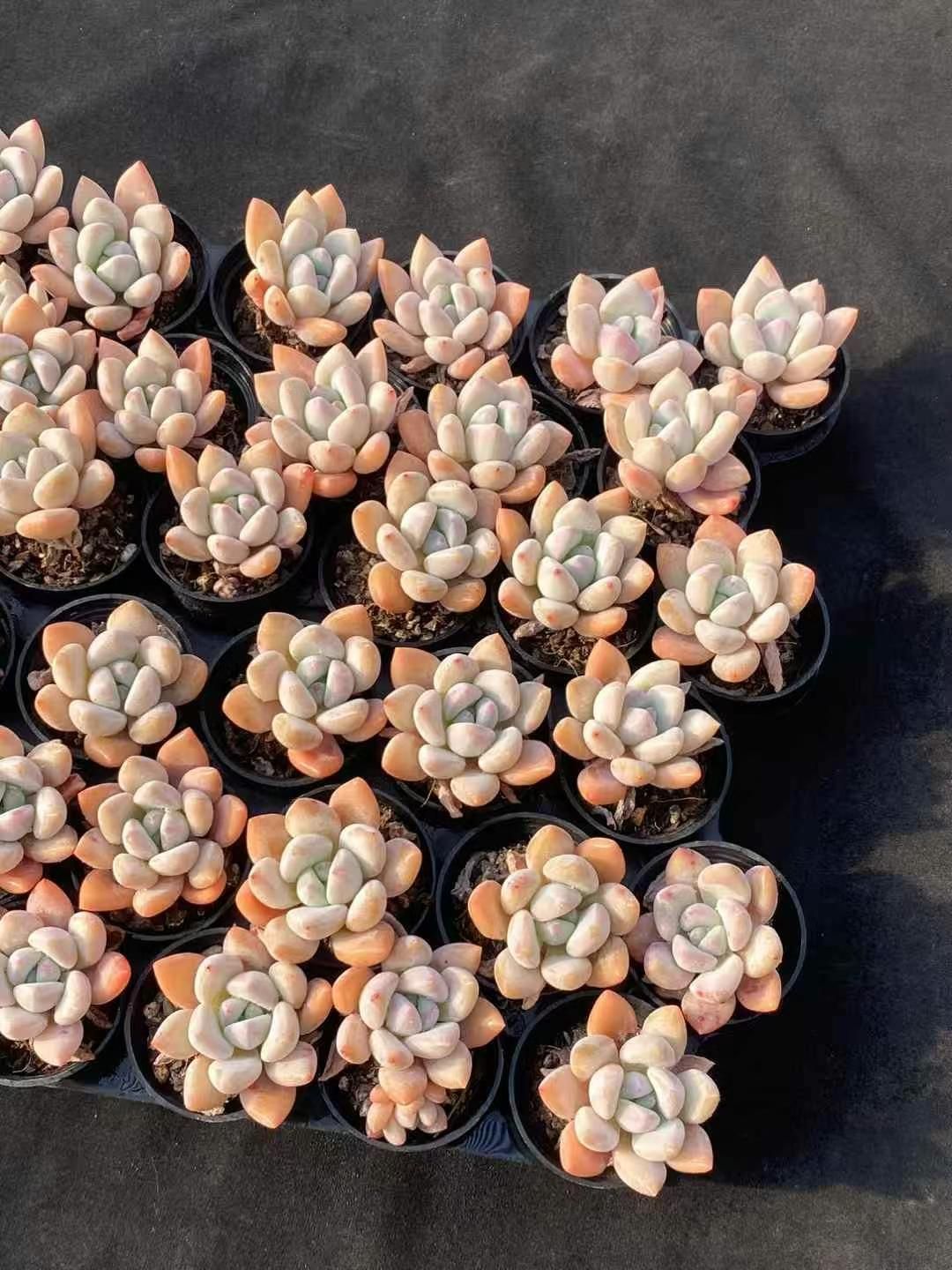 抜き苗 オプス単頭 MY333×54株 ふっくら 多肉植物 エケベリア