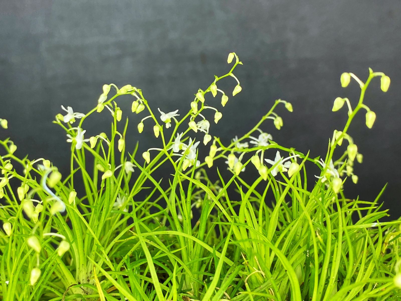 ☆洋蘭☆原種☆山野草☆Phymatidium tillandsioides☆フィマティ ☆洋蘭☆原種☆山野草☆Phymatidium tillandsioides☆フィマティ