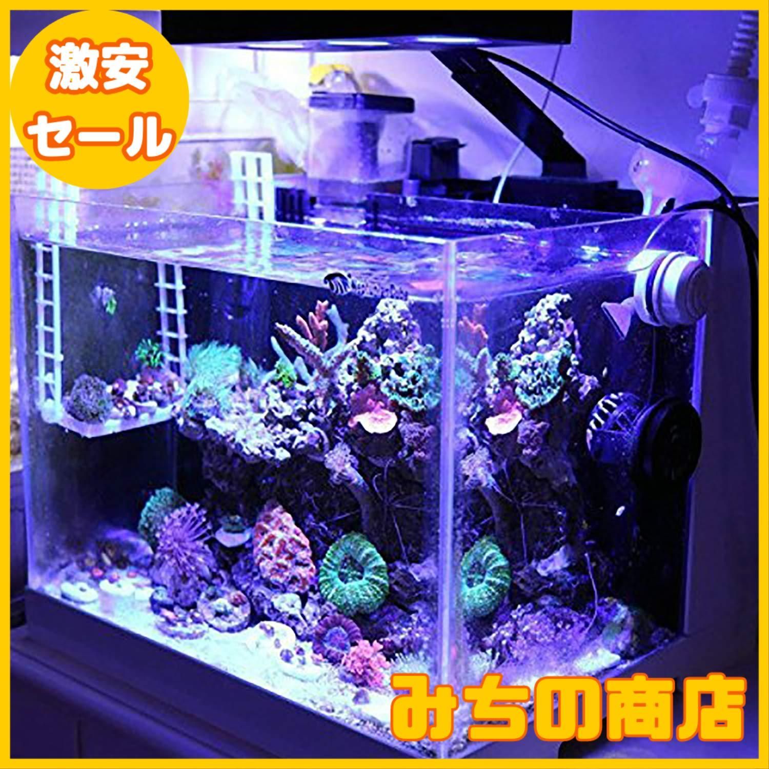 サンゴ