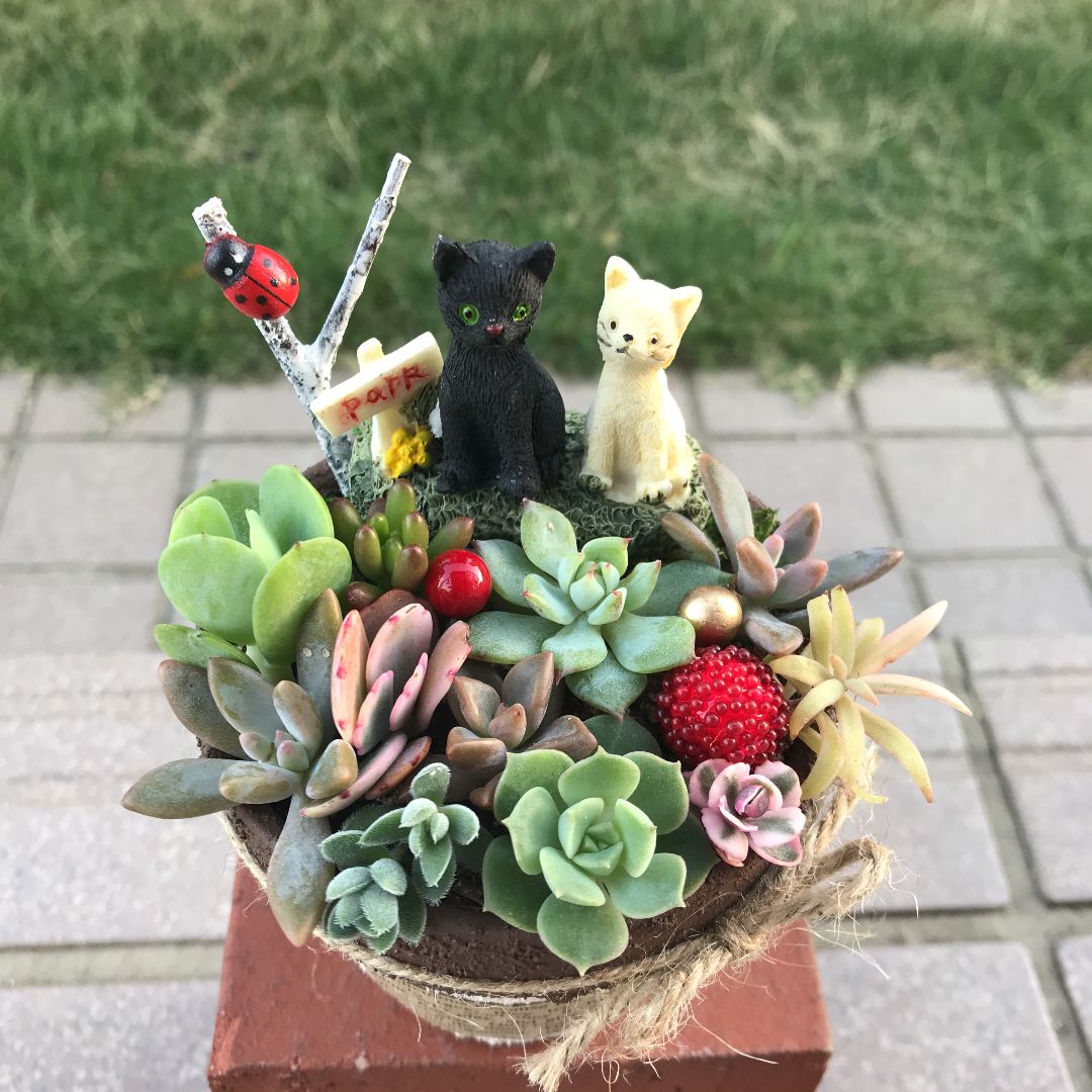 ❤️多肉植物❤️そのまま飾れる寄せ植え~❤️ねこちゃん♬♬❤️