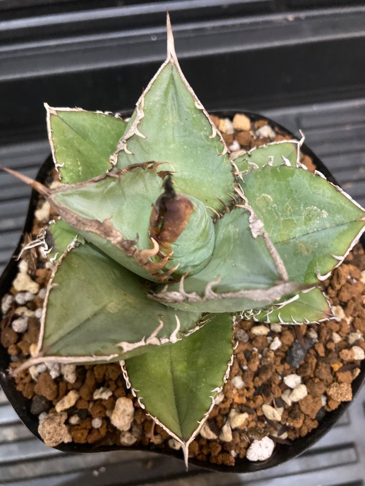 25 -Ns- アガベ オテロイ 25 アガベ オテロイ 実生 裏棘 美株 鋸歯