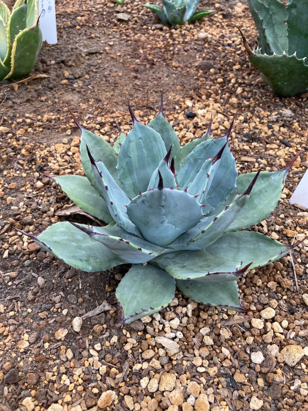 メルカリ便発送‼︎　パリー　ボーダーガード　鉢付き発送‼︎ 2025年最新】アガベパリーボーダーガードの人気アイテム - メルカリ