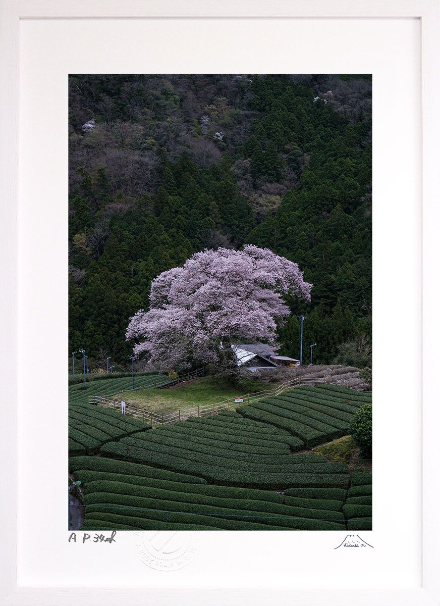 桜と富士山の写真 額入り 【公式通販】