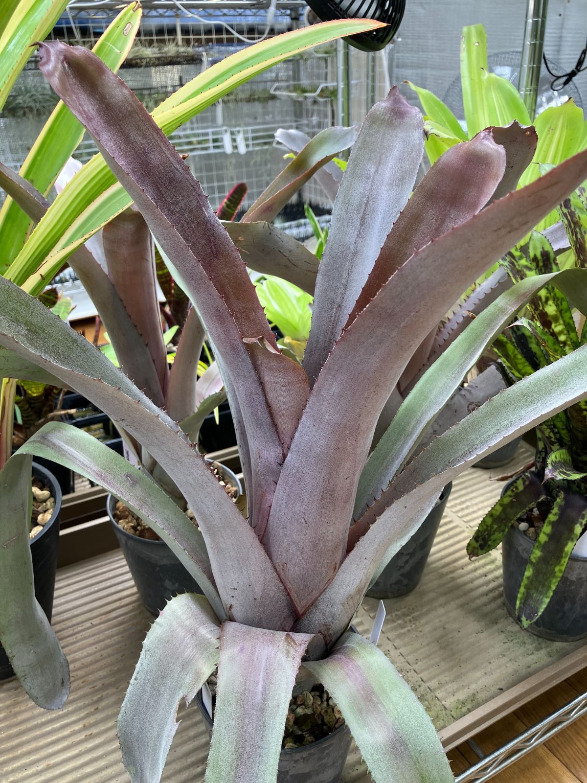 【希少】Aechmea エクメア ムルフォーディ マルバ 沖縄育ち Amazon.co.jp: 【希少】 Aechmea エクメア ムルフォーディ