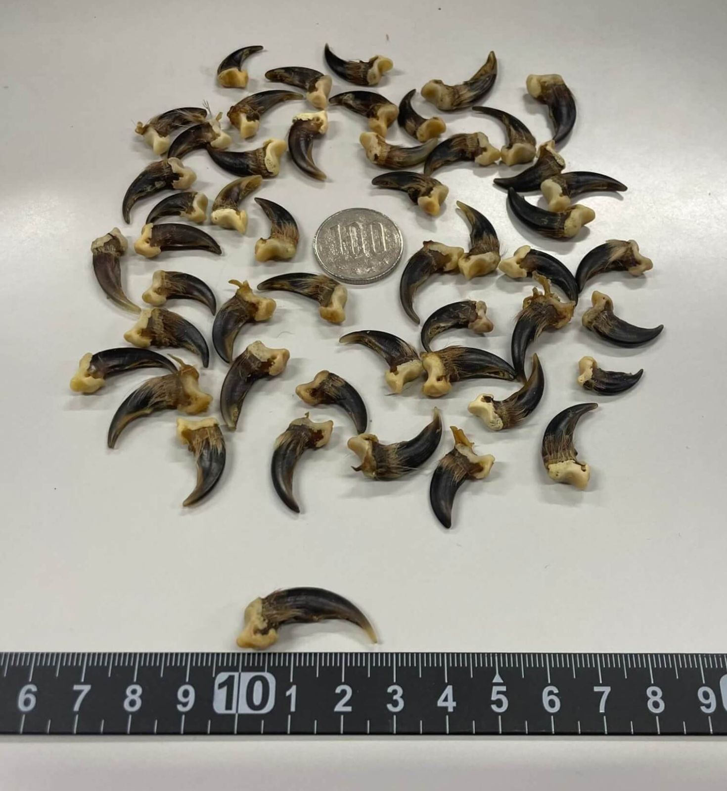 コヨーテ　coyote　爪 （ブラウン）20本セット コヨーテ coyote 爪 （ブラウン）20本セット