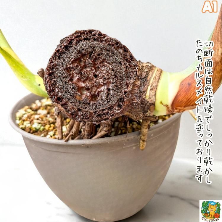 ✨Love_King✨専用 巨大モンステラ・デリシオーサ茎伏仕立て✨A1