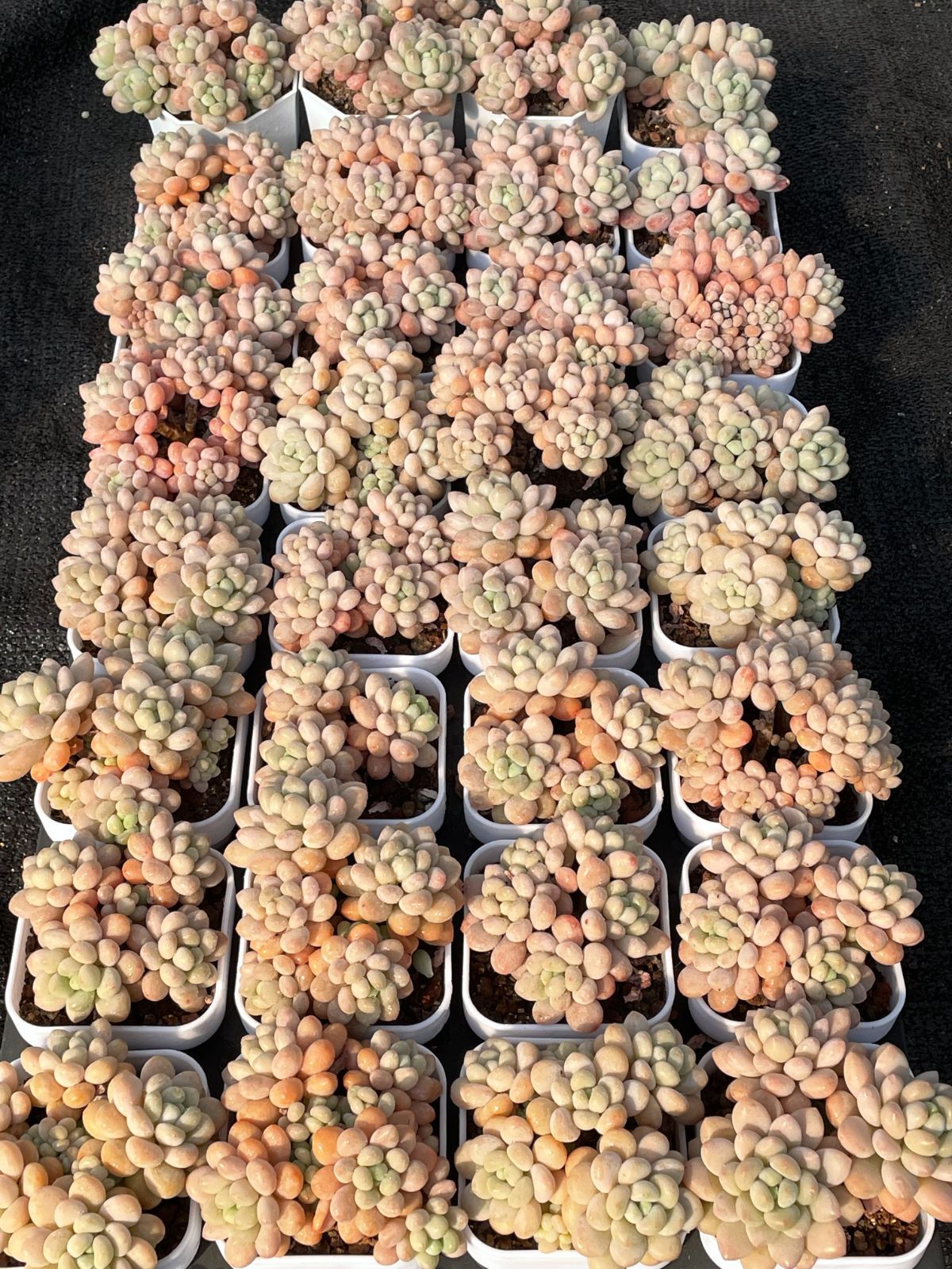 シークヮーサー苗木レモンの横に、沢山の実付きちむどんどん朝ドラ DIY