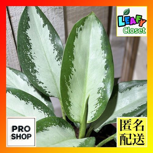 観葉植物 アグラオネマ オオサカブラック 6号(個体おまかせ1鉢) インテリアグリーン 室内園芸 おしゃれ 可愛い かわいい(505912)