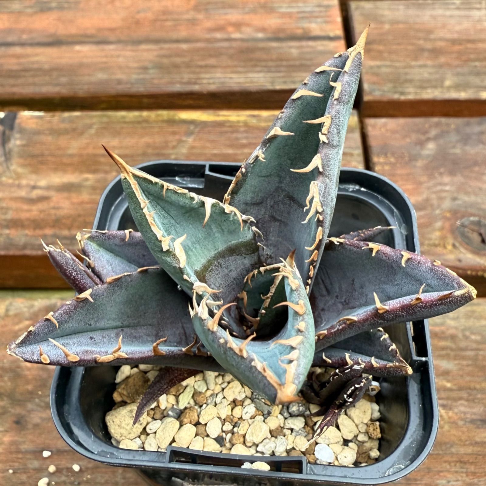 【選抜株】アガベ オテロイ 実生株 【強棘】 アガベ オテロイ 実生選抜 強棘 強刺 アガベ オテロイ 実生 選抜 子株