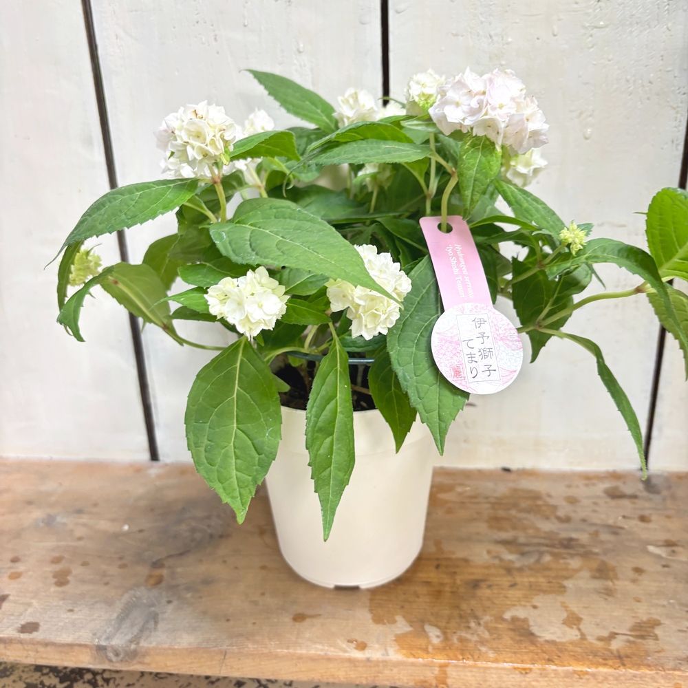 【花苗】ヤマアジサイ　伊予獅子てまり　４号鉢ごと　メルカリ便発送　母の日に❤︎ 花苗】ヤマアジサイ 伊予獅子てまり 4号鉢ごと メルカリ便発送 母の日に