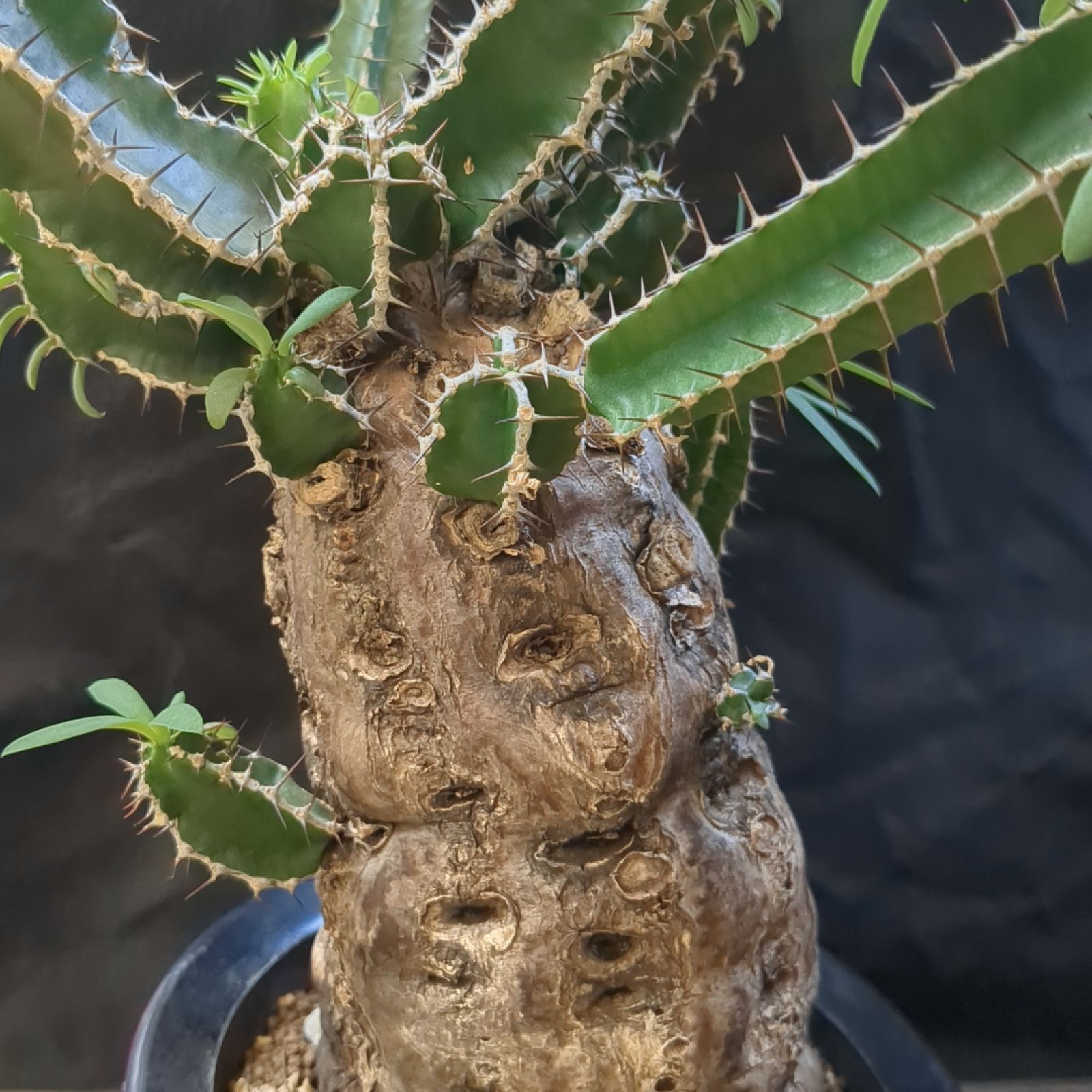 ユーフォルビア ムランジーナ【 稀有 】早いもの勝ち 鉢のまま発送