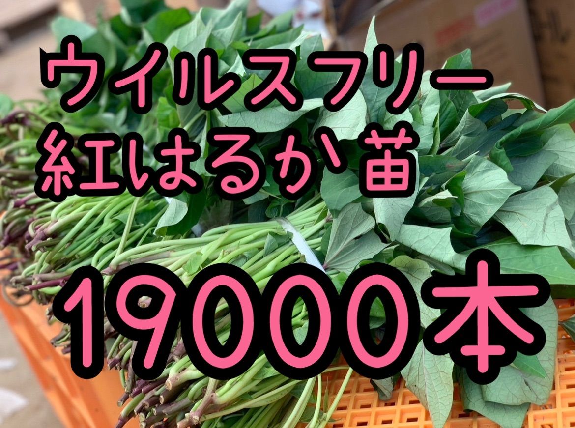 最新モデル 予約受付中】紅はるか苗☆ウイルスフリー 19,000本 5/27から発送 根菜・豆類・もやし
