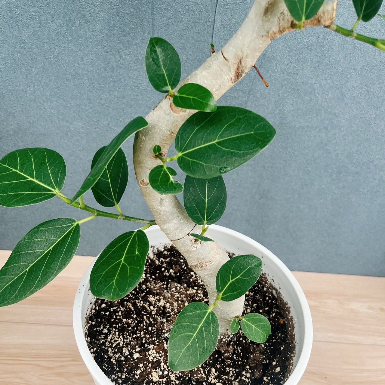 フィカス ベンガレンシス 11番