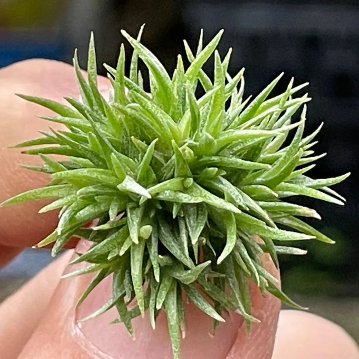 チランジア アエラントス テディベア Tillandsia aeranthos Teddy Bear