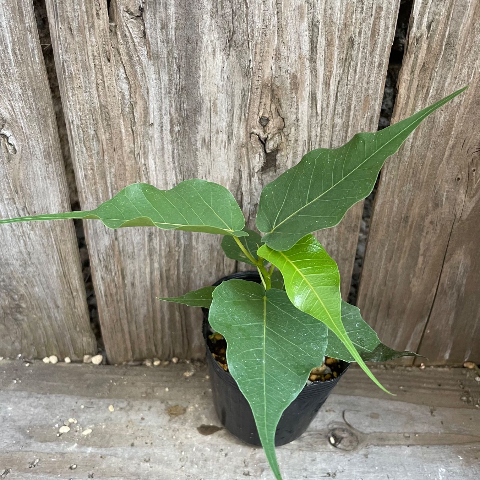インドボダイジュ 印度菩提樹 ポット発送 第四種郵便 フィカス