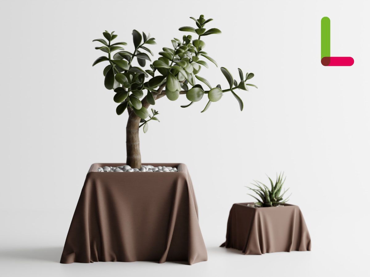 ユッカ ロストラータ【24-468】超美形 シルバーブルー ユッカ