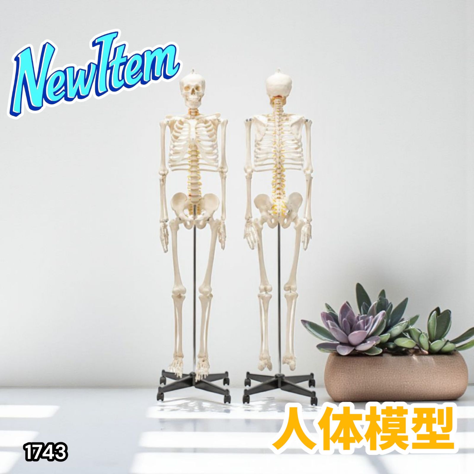1743 全身 人体 模型 170cm 神経根有り 全身 骨格 標本 骸骨 人骨