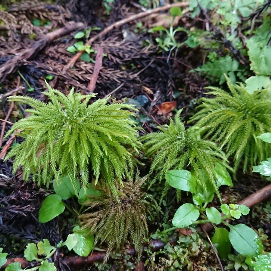 苔の王様！天然コウヤノマンネングサ3本！コケリウム の特大存在感