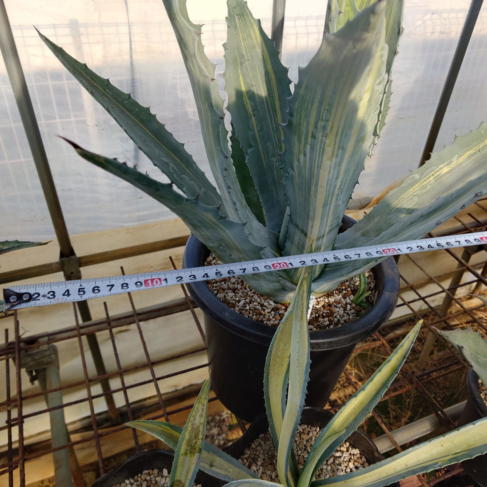 アガベ アメリカーナ 縞斑 直径約45㎝ AGAVE ?アガベ アメリカーナ 