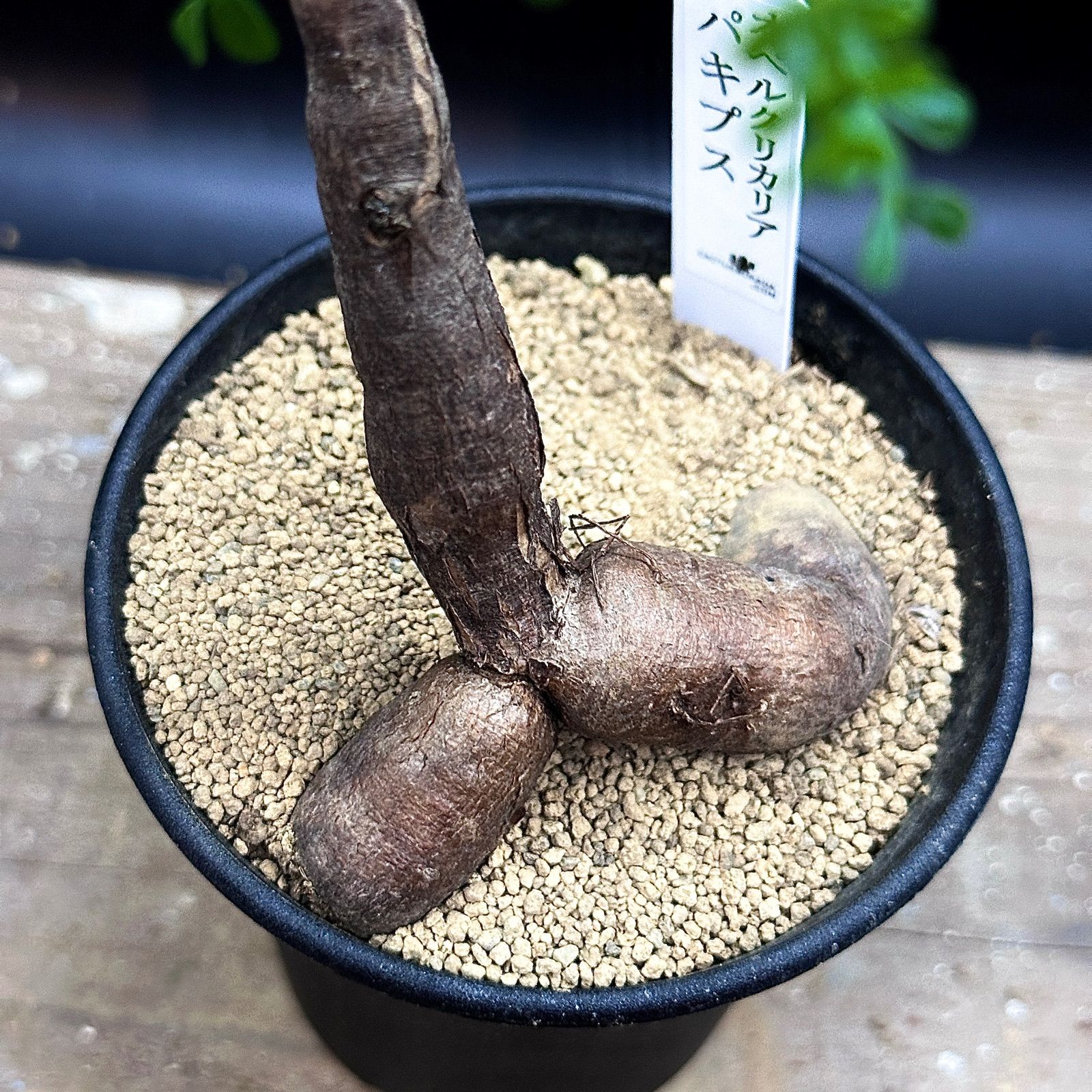 オペルクリカリア パキプス 実生 タンク付き 抜き苗で発送 - メルカリ