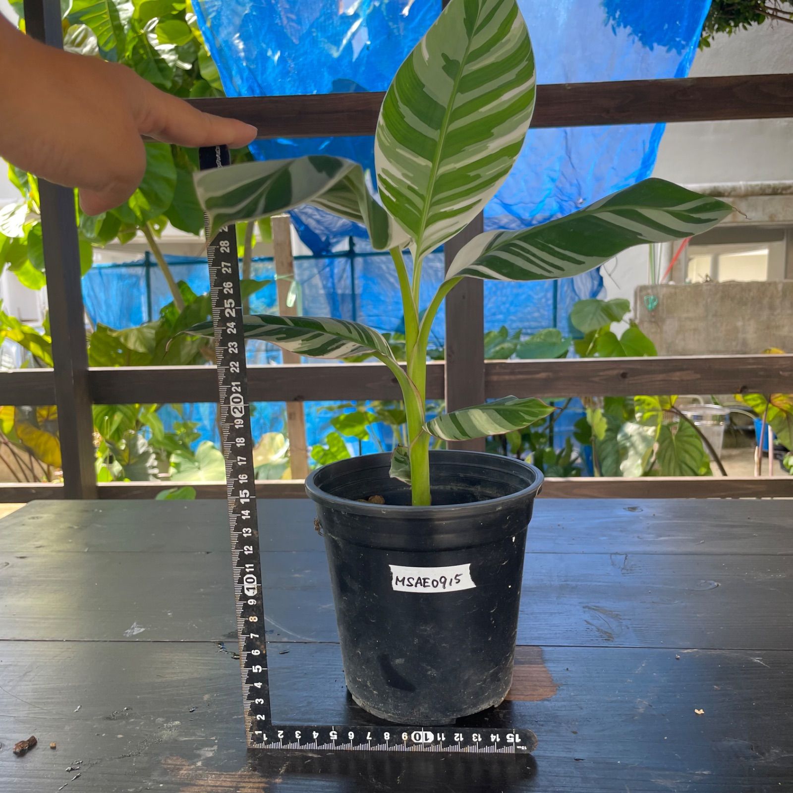 観葉植物 【希少】斑入り バナナ ムサ アエアエ musa aeae