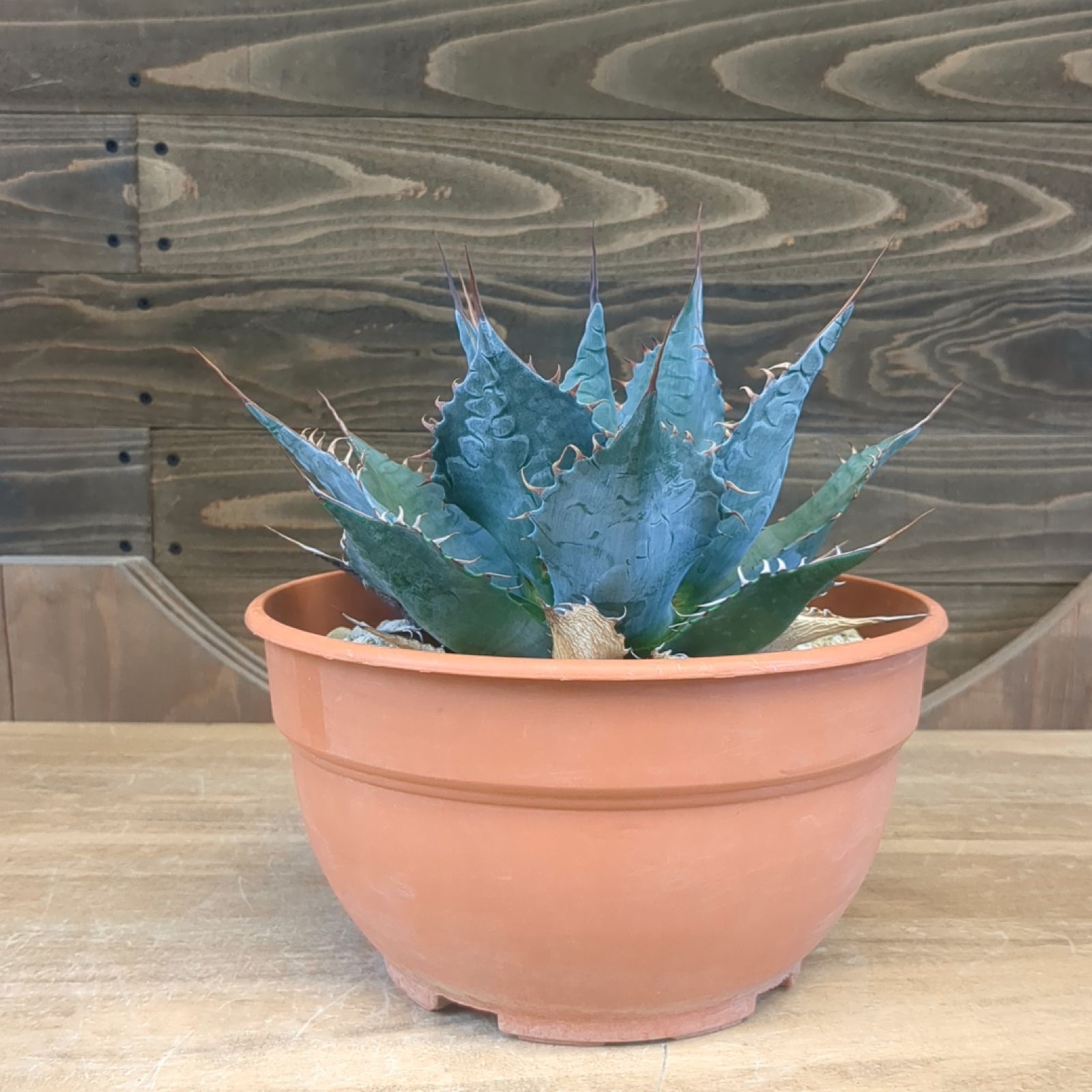 アガベ　パラサナ　ミートクロウ　大株 アガベ・パラサナ【ミートクロウ】 | trigger