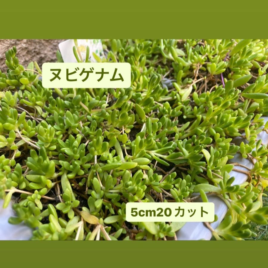 ヌビゲナム・カット苗・セダム・多肉植物 - メルカリ