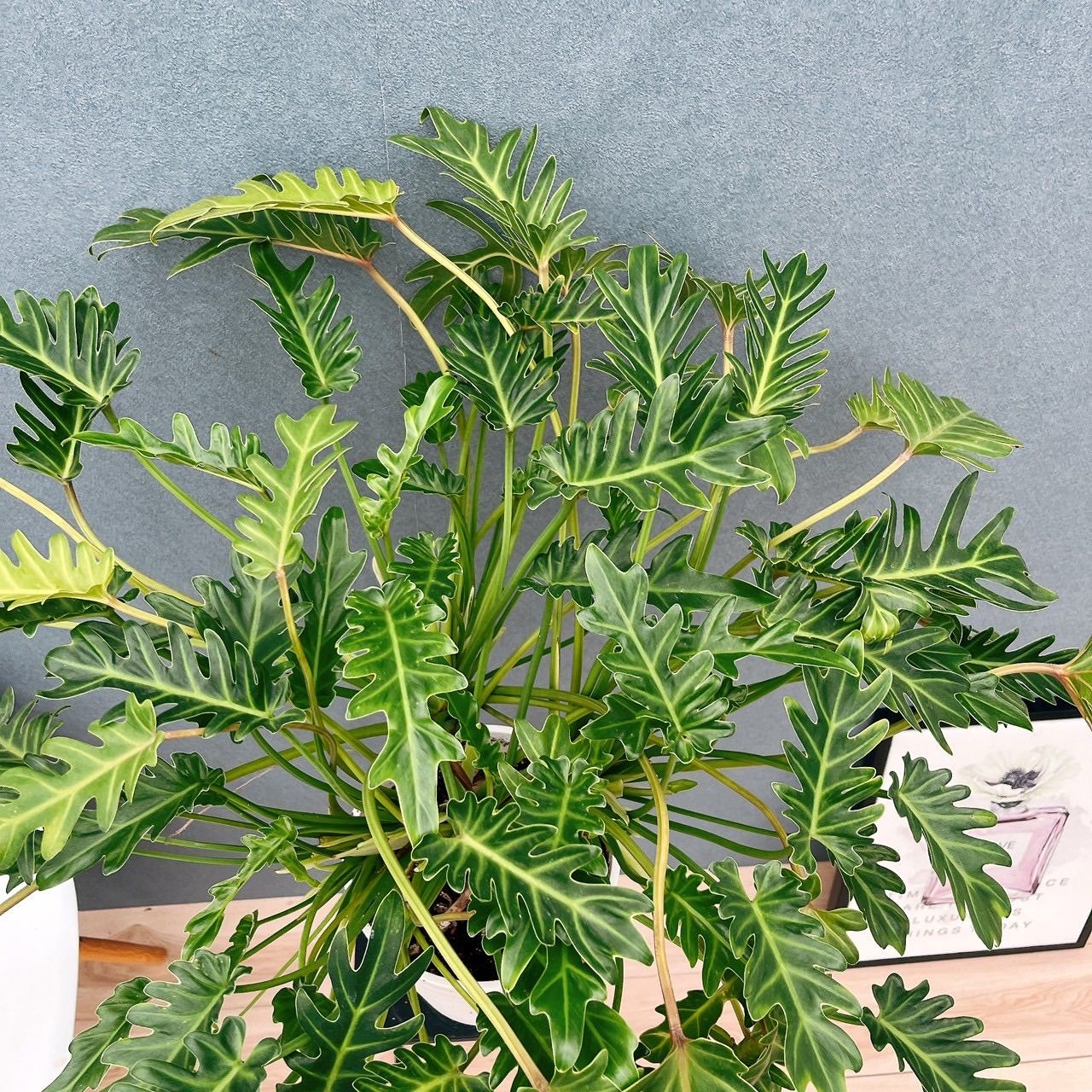 1 クッカバラ　7号　幹上がり　二股　個性的　フィロデンドロン 1 クッカバラ 7号 幹上がり 二股 個性的 フィロデンドロン