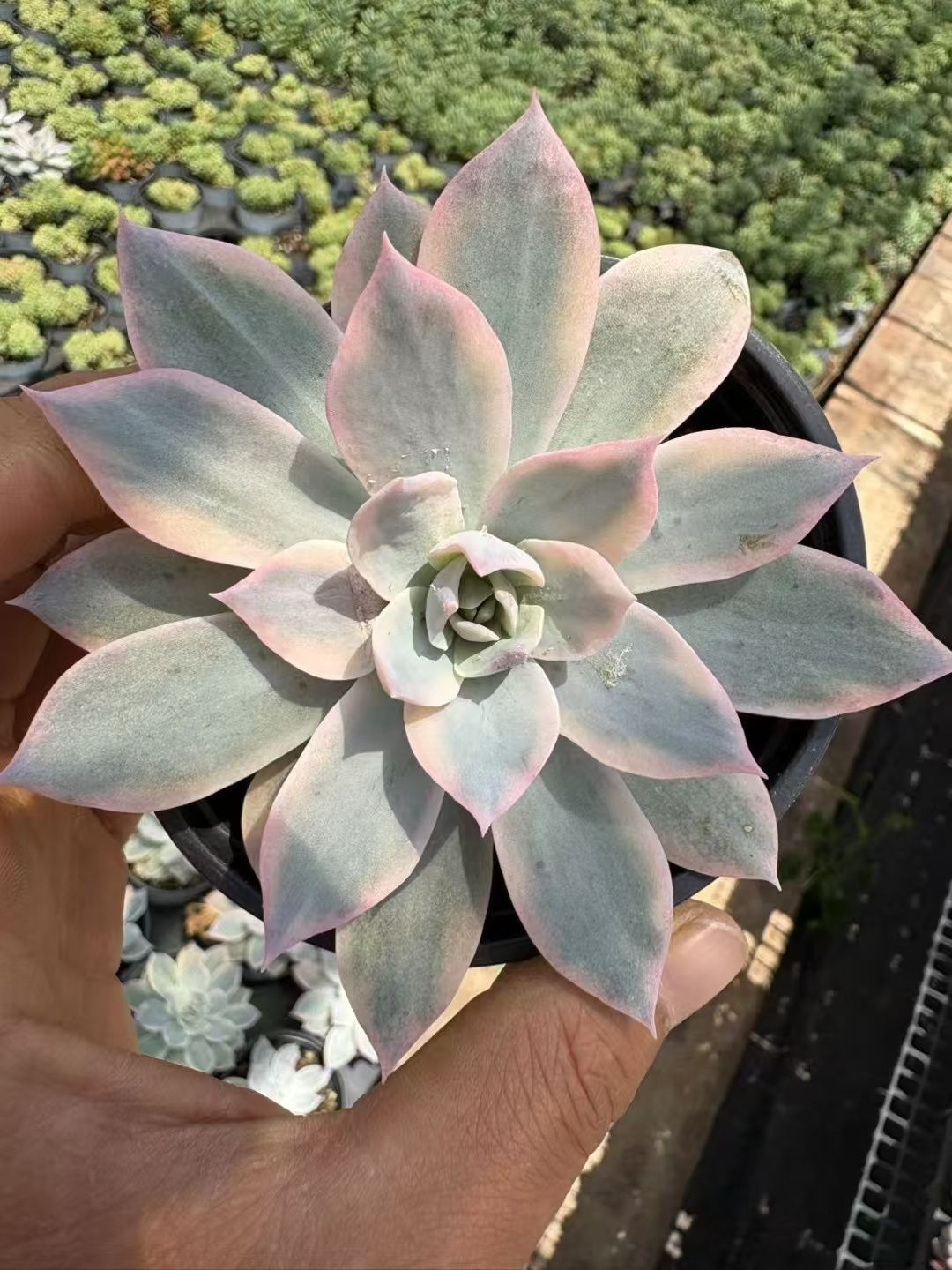 新入荷 12種類セット NT13×72苗 土付き 詰め合わせ 多肉植物