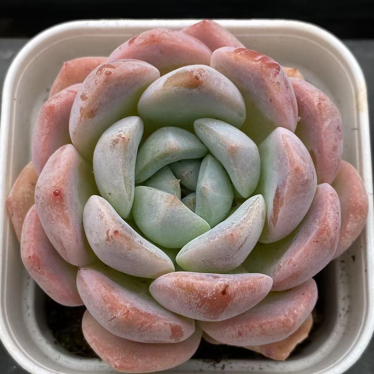 50株の抜き苗セット】白への憧れ 多肉植物 佐川急便発送 エケベリア