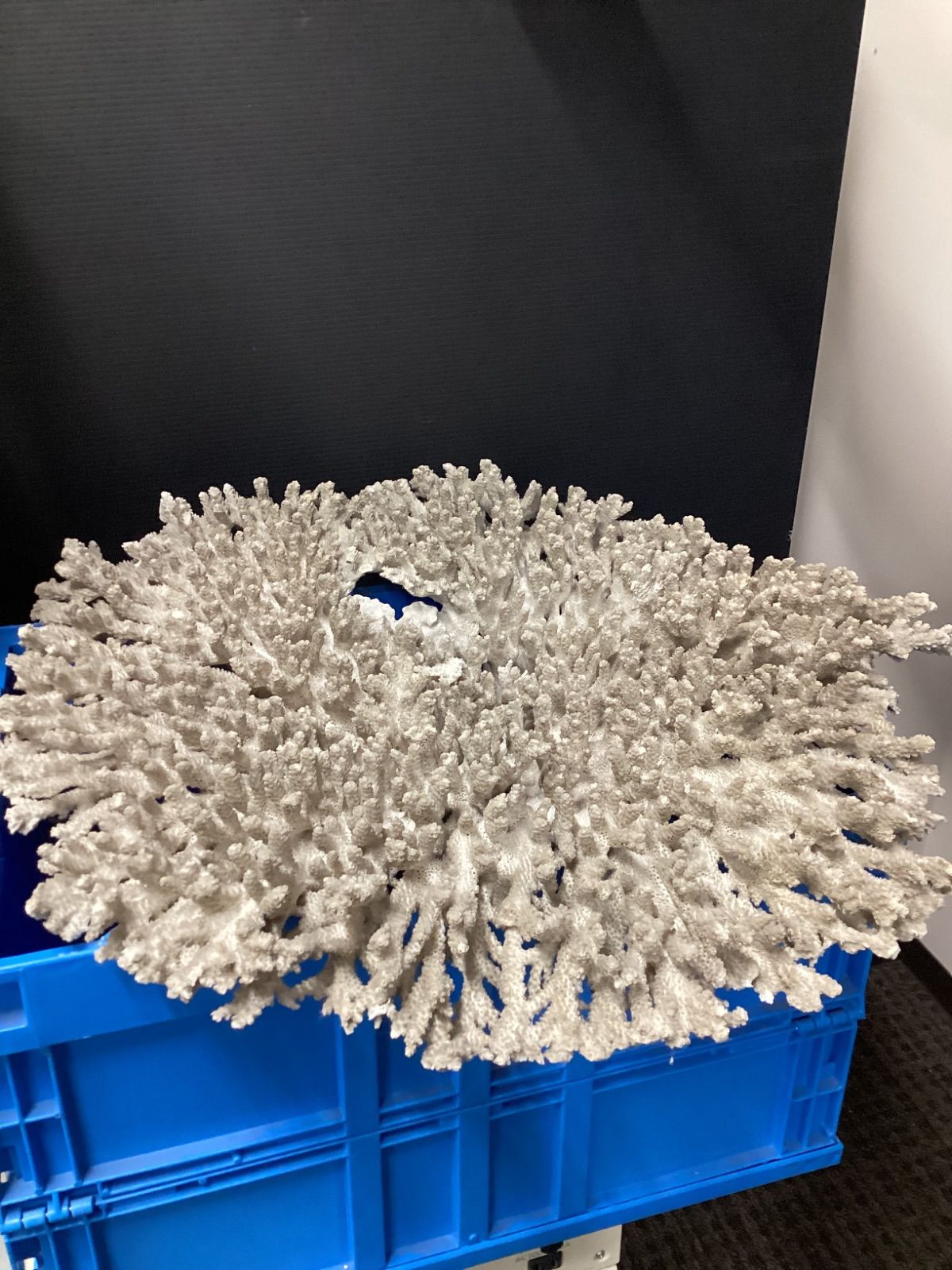 ADA ピンセット レイザー サンドフラッター, DOOA シザー まとめ