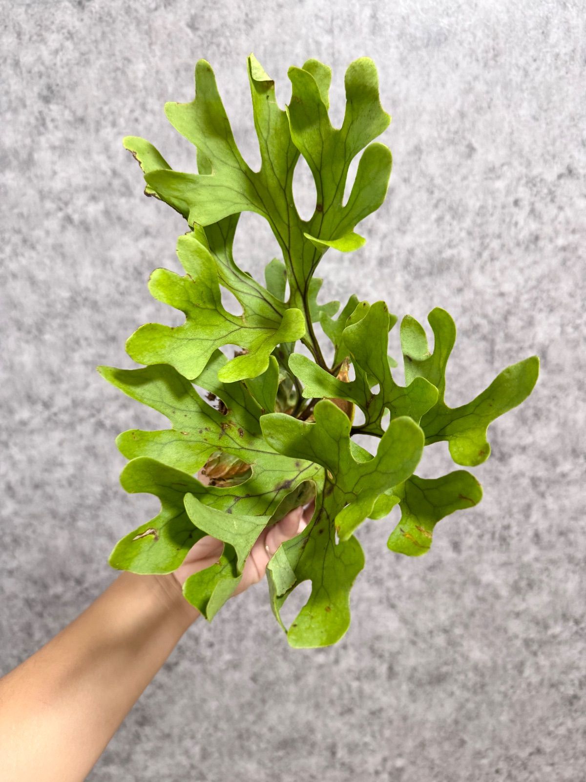 輸入直後!! 【 極太葉・Mサイズ】B45 ▽P.ridleyi Wild from Central