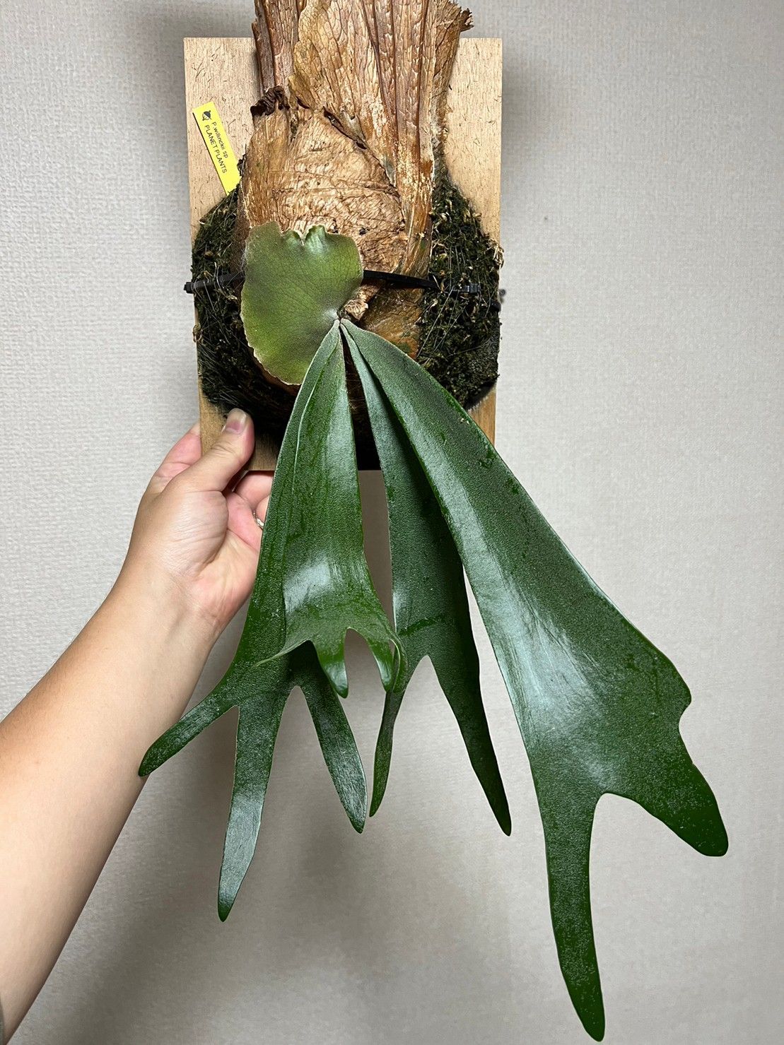 現物 ウィリンキー ワイルド 比較的細葉で素直な姿です。ビカクシダ ▽P.Willinckii SP▽ WILD ワイルド 細葉 【PLANET】ビカクシダ