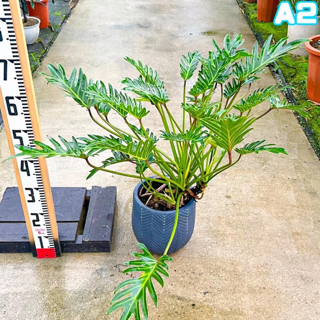 ジャイアントザナドゥ フィロデンドロン クッカバラ 特大株 鉢ごと発送