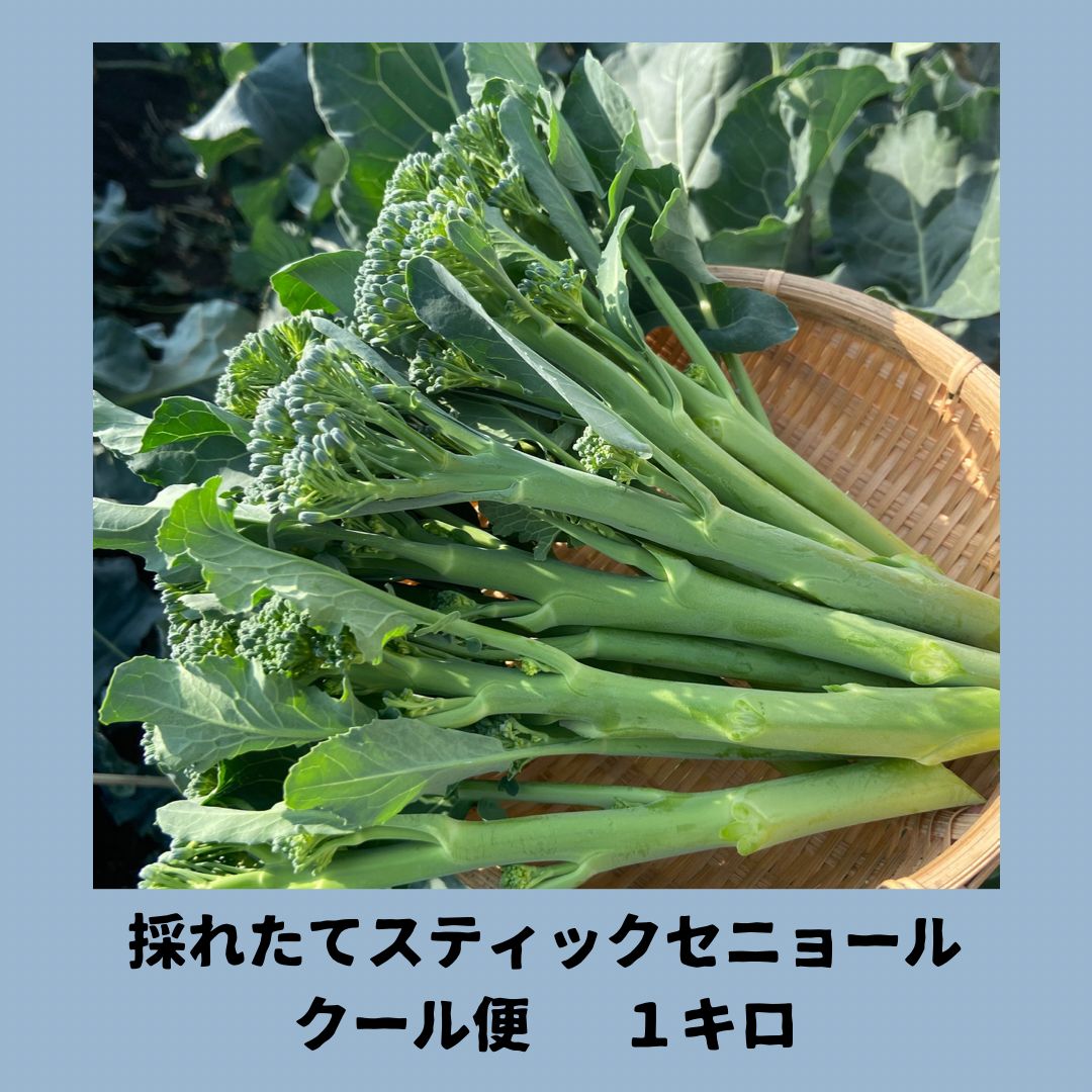 スティックセニョール、コンパクト - 野菜