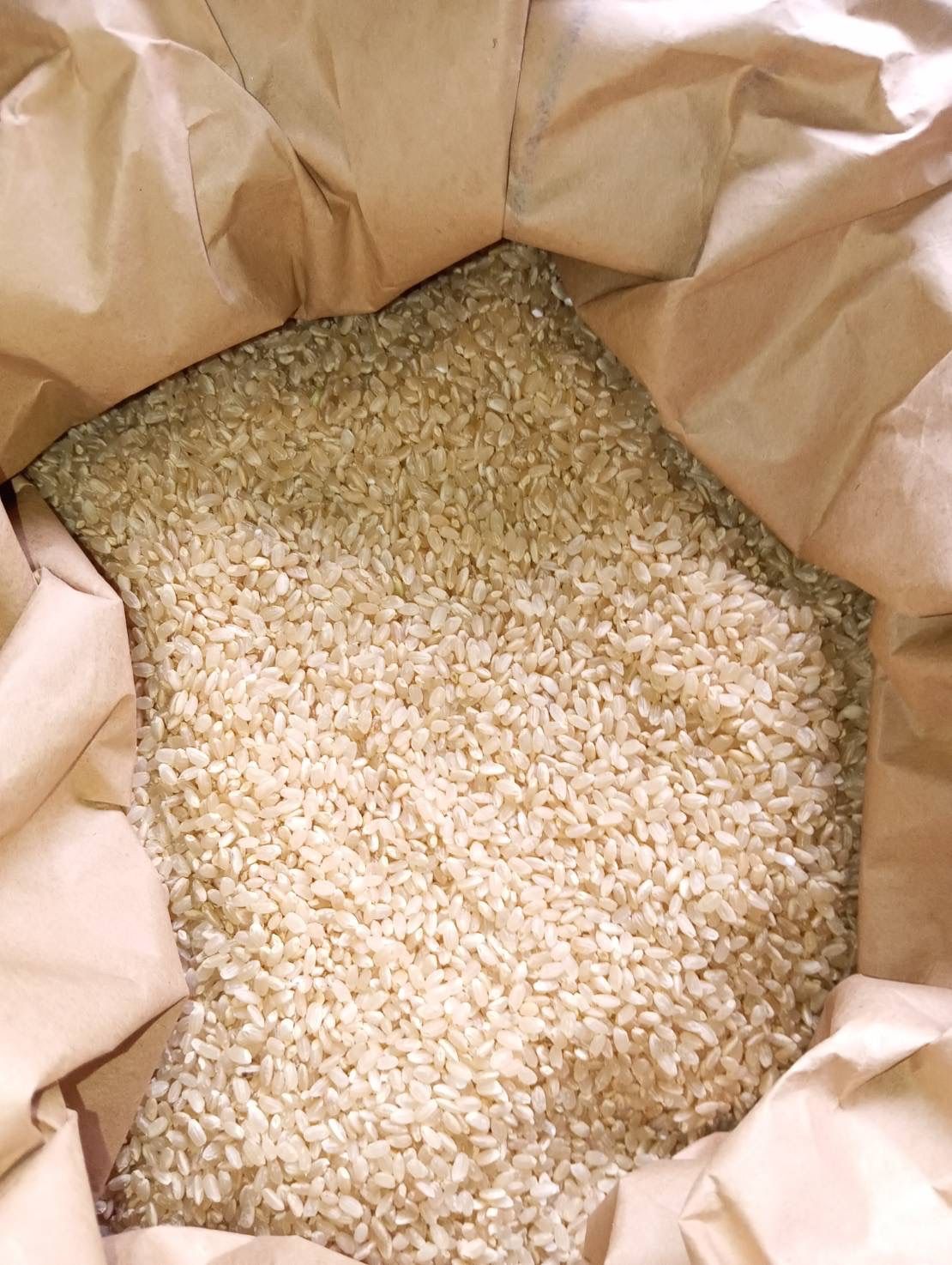 令和7年 新米 コシヒカリ 玄米20kg 静岡県産