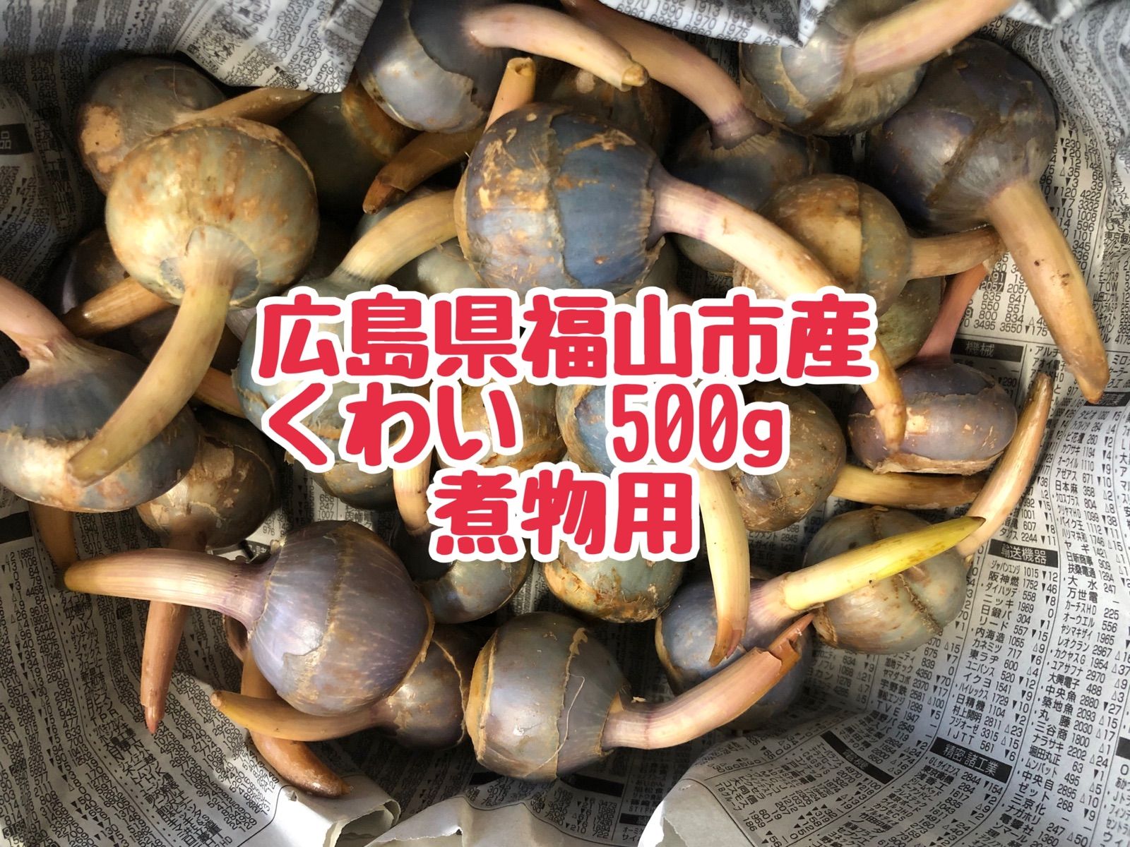 値下げ☆埼玉県産 慈姑 くわい 訳あり 2キロ - 野菜