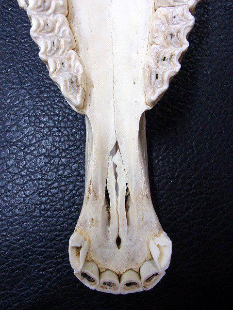 アフリカ便！サバンナシマウマ 頭骨 B ※捕獲データ付 - メルカリ