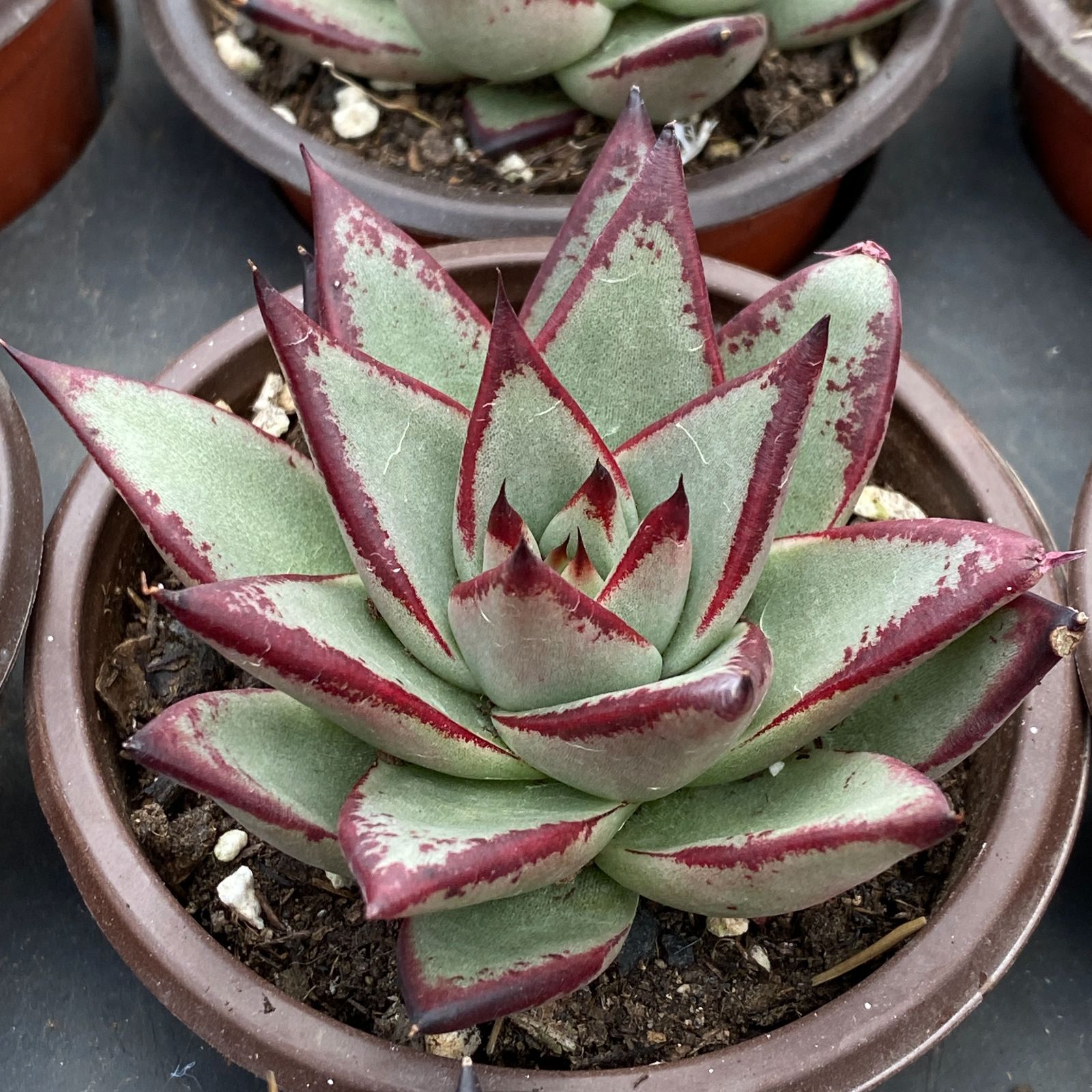 抜き苗 オウボク ZM1563×18株 ふっくら 多肉植物 エケベリア